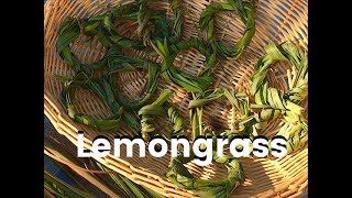 Lemongrass - Harvesting and Drying Lemongrass Leaves