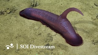 Site 9  | SOI Divestream 678