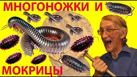 Любят ли Чудо Мокрицы, и Чудо Многоножки и Чудо Жуки Цветы в Большом Городе?