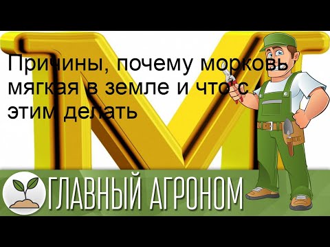 Причины, почему морковь мягкая в земле и что с этим делать