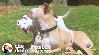 Pittie Teaches Foster Puppy How To Dog | The Dodo Foster Diaries