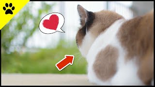 You DON'T BELIEVE Why Your Cat Turns Its Back On You! by KittyTV 519 views 3 months ago 2 minutes, 36 seconds