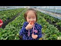 Клубника в Корее самая лучшая! Korean strawberry is the best!