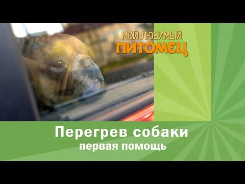 Вопрос: Как следить за состоянием глаз собаки?