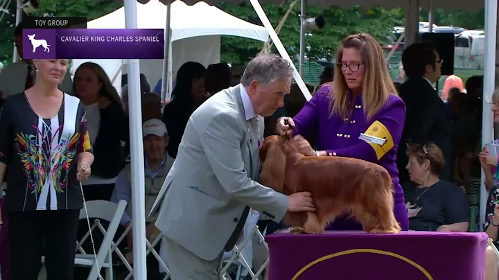 Cavalier King Charles Spaniels | Breed Judging 2022