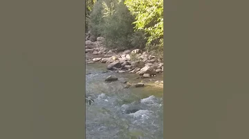 نسيم الصباح وزقزقة العصافير وصوت الماء ولا احلى من هذا المنظر 