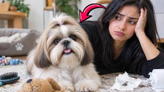 Shih tzu Are Harder to Own Than You Think (This Is Why)