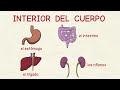 Aprender español: Interior del cuerpo humano 💗 (nivel avanzado)