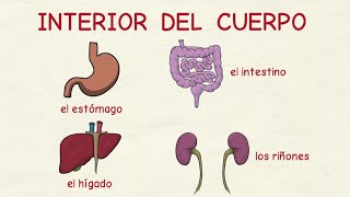 Aprender Español: Interior Del Cuerpo Humano 💗 (Nivel Avanzado)