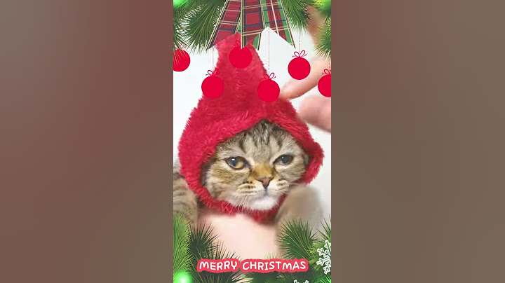 아기 고양이 쮸쮸가 여러분한테 할 말이 있대요 merry christmas