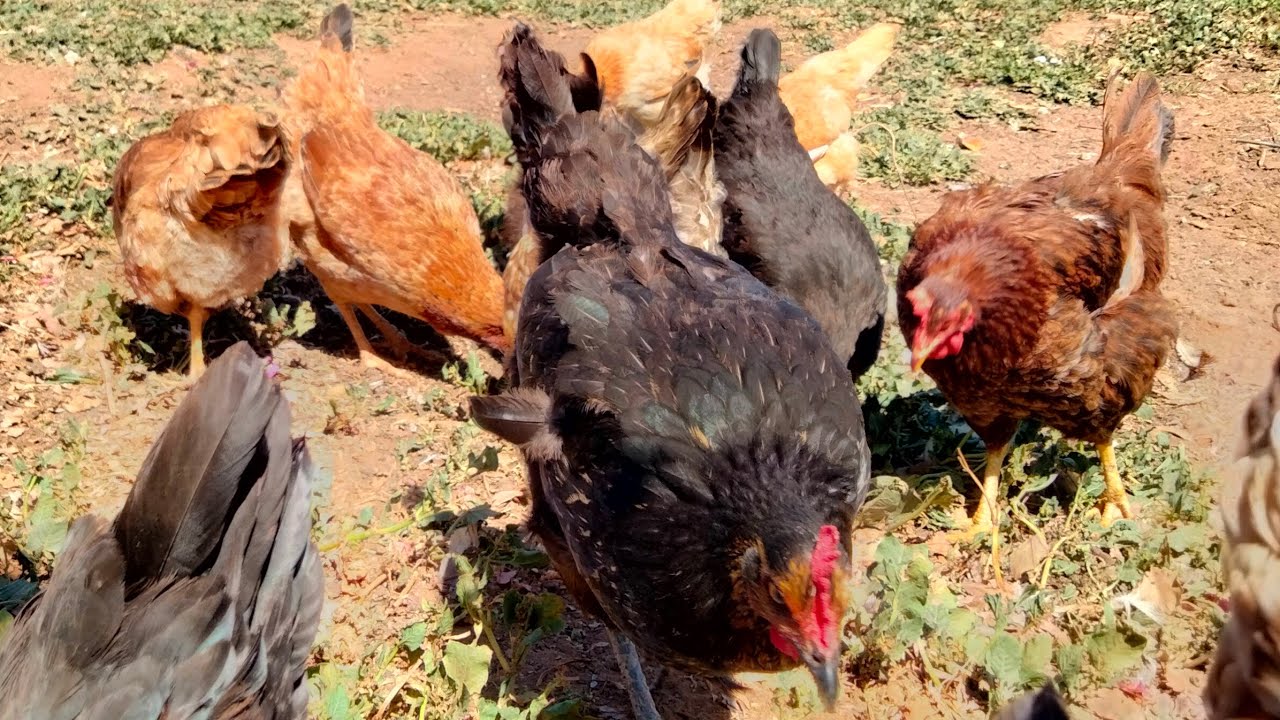 دجاج بلدي وخليط سلالات البلدي البياض ماشاءالله 🥚🐔🐓🐥🐣🐤🔥