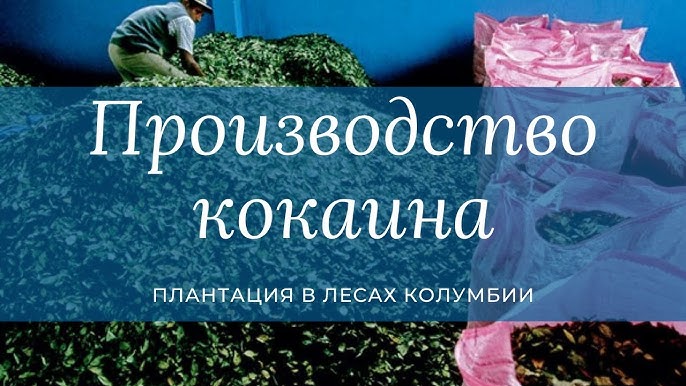 Изучение процесса производства кокаина: шаг за шагом от сбора коки до готового продукта.