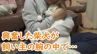 興奮した柴犬を赤ちゃん抱っこしたら可愛い姿で大人しくなった！【癒し】