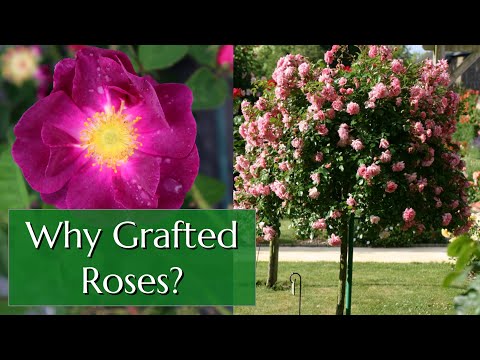 Vídeo: Spacing Roses - Quão distantes para plantar roseiras