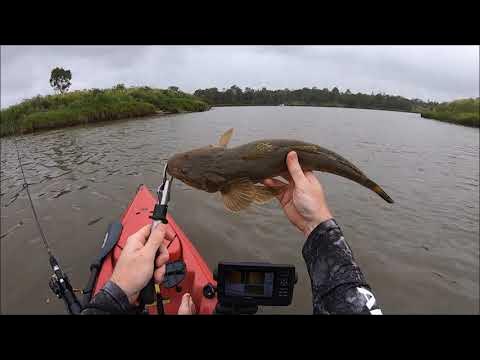 Woolloongabba 4102, QLD, Fishing