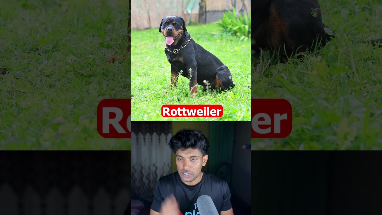 Which DOG Breed Can SHATTER A Skull? 💀🐕