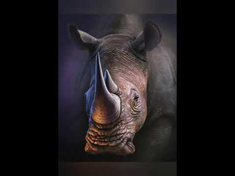 Носороги история и происхождение. #носороги #животные #мирживотных