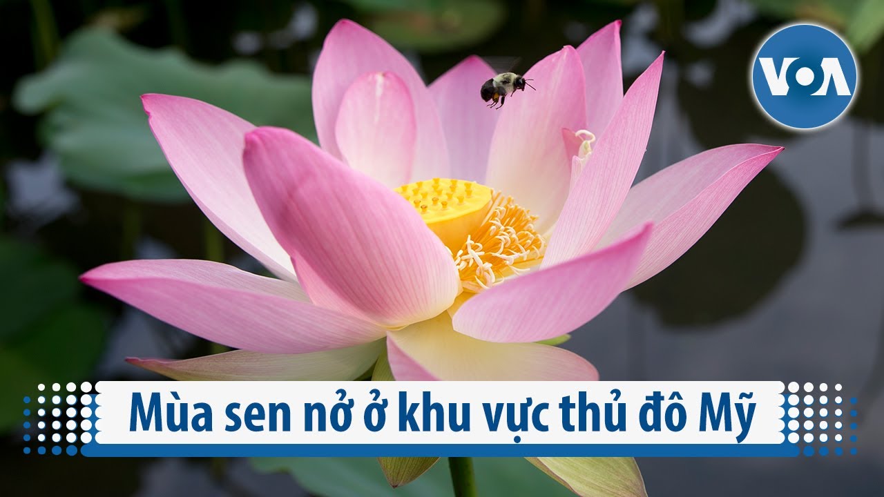 Mùa sen nở là khoảnh khắc lãng mạn và thơ mộng, hãy ngắm nhìn những bông sen đang nở rực rỡ trong hình ảnh và tận hưởng sự tươi mới của mùa xuân!