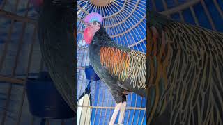 Download Lagu Rawis Kuning Emas, Suara Joss || Gallus Varius MP3