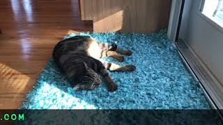 Sign Up For Tillalilis 2019 Fat Quarter Club Today