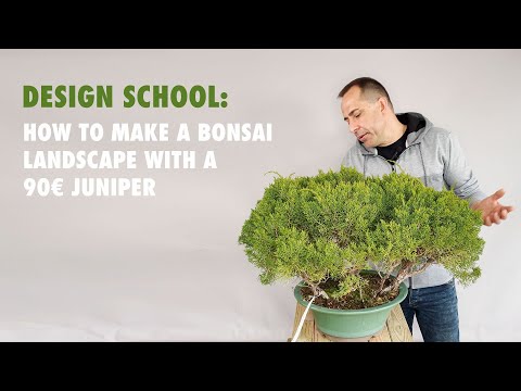 How To Create A Bonsai Landscape?