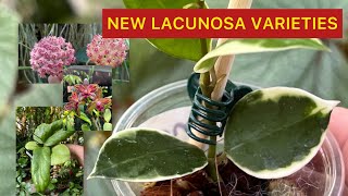 NEW HOYA LACUNOSA VARIETIES and Tropical Garden Walk.