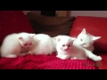 British shorthair cattery Beauty of Freya: Litter V7 - 27.09.2015 - snow came earlyer