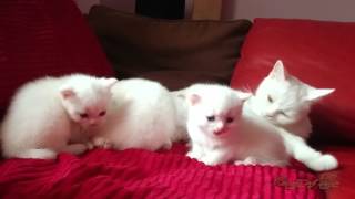 British shorthair cattery Beauty of Freya: Litter V7 - 27.09.2015 - snow came earlyer by Beauty Of Freya Cattery 1,869 views 8 years ago 2 minutes, 33 seconds