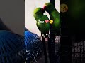So cute  parrot  love romantic song