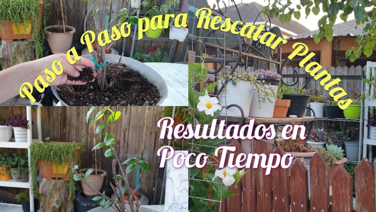 Rescatando Plantas d La Basura🪴Así es Como Logro Obtener Resultados👌#jardineria #gardening