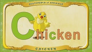 Multipedia Of Animals. Letter C - Chicken