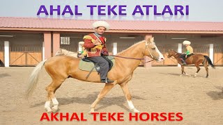 EN ASİL EN GÜZEL EN PAHALI ATLAR I Safkan Ahal Teke Türk Atları