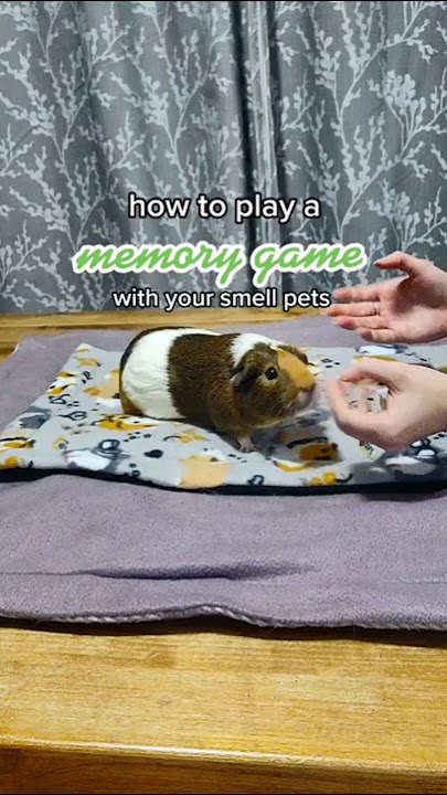 How to play the memory game with your guinea pigs, rabbits, or small pets