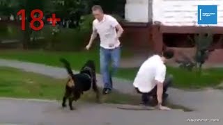 Хулиган несколько раз пырнул ножом собаку в Химках Хулиган несколько раз пырнул ножом собаку в Химках