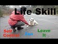 Self control in dogs zen leave it impulse  training a life skill dogtraining dogskills