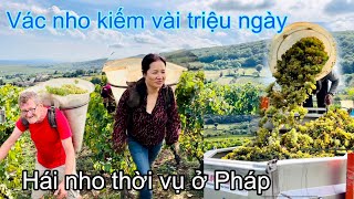 Hái nho thuê ở Pháp kiếm vài triệu 1 ngày, sang Pháp lao động có dễ không, Mai le cuộc sống ở Pháp