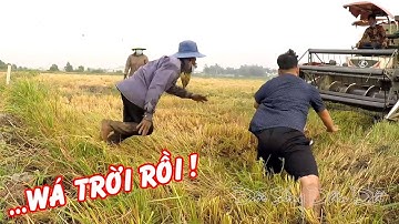 Theo Máy Cắt Lúa Bắt Chuột Đồng Về Chòi Làm Mồi Nhậu Ngon Tuyệt | Anh Em Bay Chụp Như Phim Hành Động