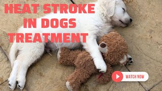 Quick Tips to Treat Heat Stroke in dogs