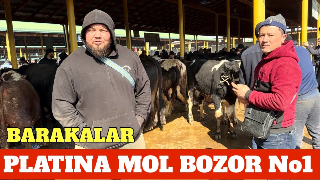 PLATINA MOL BOZOR BARAKALAR NARXLARI. ASABI CHATOQ ODAMLARGA BAXO BERING