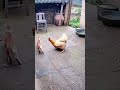 A cat steals a chicken’s egg—she fights back fast! #ai  #cat #chicken #shorts #viral #funny #animals