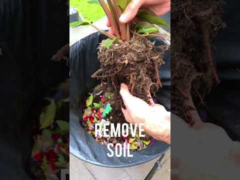 Video: Controlul ciupercilor pe planta păianjen - Cum să scapi de ciupercile ciupercilor plantelor păianjen