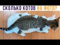 СКОЛЬКО КОТОВ НА ФОТО?))) Приколы с котами | Мемозг 790