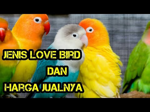  Macam  Macam  Love bird  dan Harganya YouTube