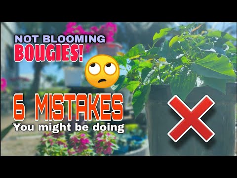 Video: Ano Ang Mga Nagpapatatag Na Mga Bulaklak