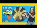 How Gecko Feet Work | How Things Work with Kamri Noel