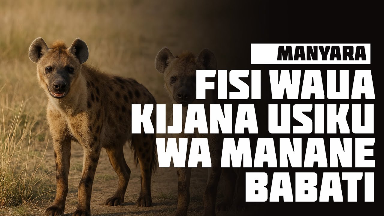 FISI WAUA KIJANA USIKU WA MANANE BABATI - MANYARA