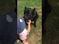 giant cane corso show teeth to child