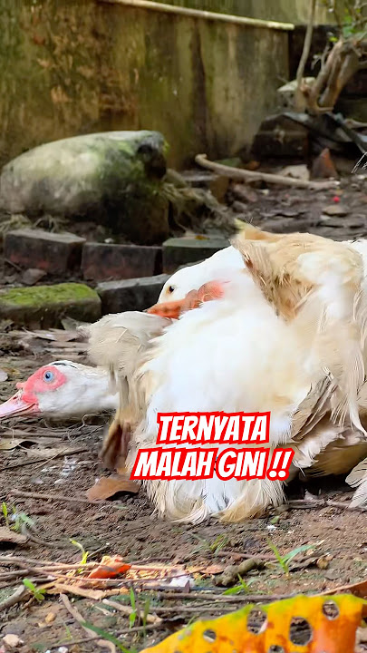 Setelah Kawin dan Bertelur Malah Jadi Gini #beranda #fypシ゚viral #hewan #bebek #entok