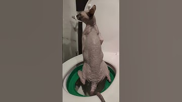 Cat Pee in the Human Toilet 🚽💧