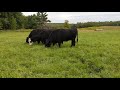 100% Grassfed Beef Cattle at Johnson Family Pastures